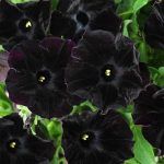 Петуния Ray Black от Завода ФЛОРА