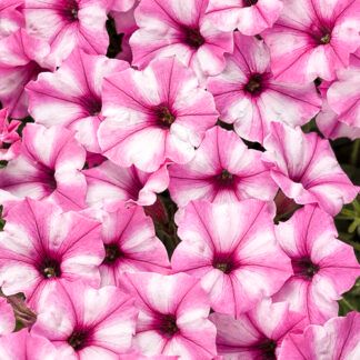 Петуния Supertunia Mini Vista Pink Star - фото 1 от Завода ФЛОРА
