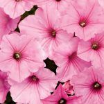 Петуния Vista Bubblegum от Завода ФЛОРА