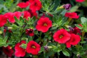 Калибрахоа Aloha Kona Cherry Red от Завода ФЛОРА