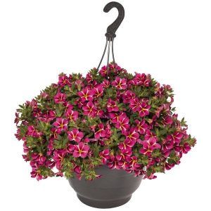 Калибрахоа Aloha Classic Pink Cart Wheel от Завода ФЛОРА