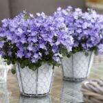 Кампанула простая Chirillo 0,1л от Завода ФЛОРА