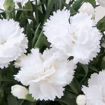 Гвоздика Super Trouper Witta от Завода ФЛОРА