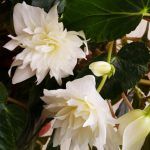 Бегония Ампельная Belleconia White Snow - фото 1 от Завода ФЛОРА