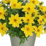 Биденс Eldoro Compact Yellow от Завода ФЛОРА