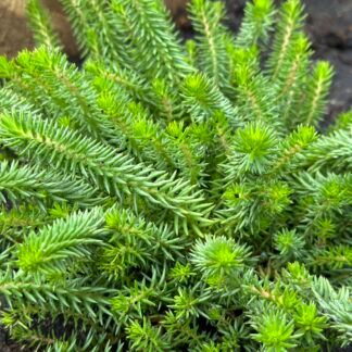 Седум Скальный Светло-зеленый от Завода ФЛОРА