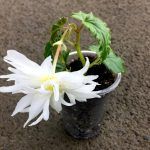 Бегония Ампельная Belleconia White Snow - фото 2 от Завода ФЛОРА