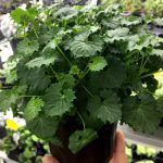 Кампанула махровая  0,3л - фото 1 от Завода ФЛОРА