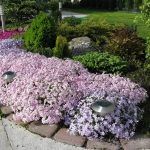 Флокс шиловидный Candy Stripes - фото 3 от Завода ФЛОРА