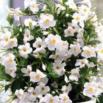 Дипладения Sundaville Classic White от Завода ФЛОРА