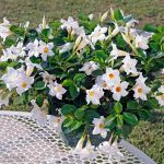 Дипладения Sundaville Classic White - фото 1 от Завода ФЛОРА