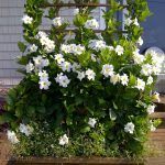 Дипладения Sundaville Classic White - фото 2 от Завода ФЛОРА