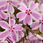 Флокс шиловидный Candy Stripes от Завода ФЛОРА