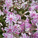 Флокс шиловидный Candy Stripes от Завода ФЛОРА