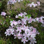 Флокс шиловидный Candy Stripes - фото 2 от Завода ФЛОРА