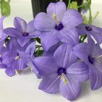 Кампанула простая Chirillo  0,1л от Завода ФЛОРА