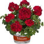 Пеларгония плющелистная Toscana Medio Dark Red  0,1л - фото 2 от Завода ФЛОРА