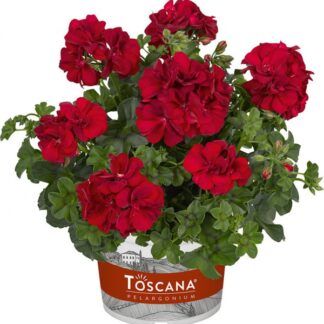 Пеларгония плющелистная Toscana Medio Dark Red 0,1л - фото 2 от Завода ФЛОРА