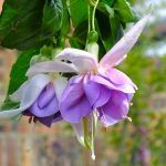 Фуксия Ампельная Quasar от Завода ФЛОРА