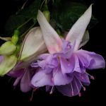 Фуксия Ампельная Quasar - фото 2 от Завода ФЛОРА