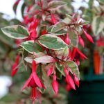 Фуксия Кустовая Tom West - фото 1 от Завода ФЛОРА