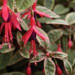 Фуксия Кустовая Tom West - фото 3 от Завода ФЛОРА