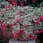 Фуксия Кустовая Tom West - фото 4 от Завода ФЛОРА