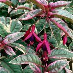 Фуксия Кустовая Tom West от Завода ФЛОРА