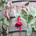 Фуксия Кустовая Tom West - фото 2 от Завода ФЛОРА