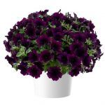 Петуния Capella Mulberry от Завода ФЛОРА