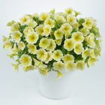 Петуния Ray Sunshine от Завода ФЛОРА