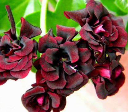 Пеларгония Royal Black Rose (0,3л)