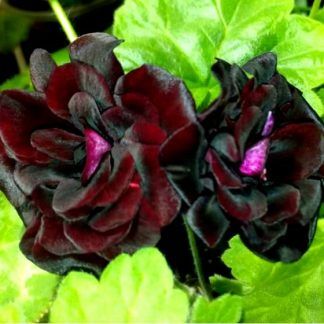 Пеларгония Royal Black Rose (срез/1шт)