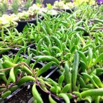 Суккулент Othonna Сapensis Ruby Necklace  0,2л - фото 2 от Завода ФЛОРА