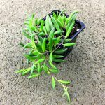 Суккулент Othonna Сapensis Ruby Necklace  0,2л - фото 3 от Завода ФЛОРА