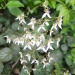 Камнеломка Земляничная - фото 1 от Завода ФЛОРА