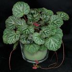 Камнеломка Земляничная - фото 2 от Завода ФЛОРА