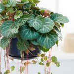 Камнеломка Земляничная от Завода ФЛОРА