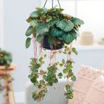 Камнеломка Земляничная - фото 3 от Завода ФЛОРА