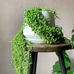 Суккулент Senecio Rowleyanus от Завода ФЛОРА