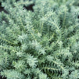 Седум Скальный Сизо-голубой от Завода ФЛОРА