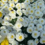 Хризантема мультифлора Elf White - фото 2 от Завода ФЛОРА