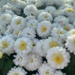 Хризантема мультифлора Elf White - фото 1 от Завода ФЛОРА