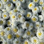 Хризантема мультифлора Elf White - фото 1 от Завода ФЛОРА