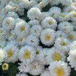 Хризантема мультифлора Elf White - фото 2 от Завода ФЛОРА