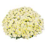 Хризантема мультифлора Ditto White от Завода ФЛОРА