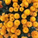 Хризантема мультифлора Gigi Gold от Завода ФЛОРА