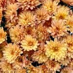 Хризантема мультифлора Goal Light Bronze - фото 1 от Завода ФЛОРА