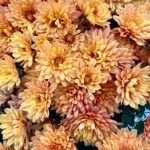 Хризантема мультифлора Goal Light Bronze от Завода ФЛОРА