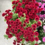 Хризантема мультифлора Power Red - фото 1 от Завода ФЛОРА